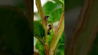 Thumbnail: The First Nuptial Flight Is Addictive