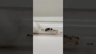 Thumbnail: Prepare This Before Queen Ants Fly
