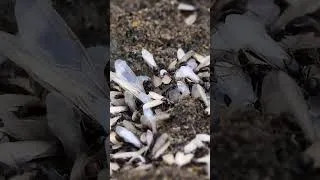 Thumbnail: Flying Ant Day Isn’t Real
