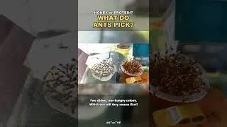 Thumbnail: Honey or Protein — What Do Ants Choose? 🍯
