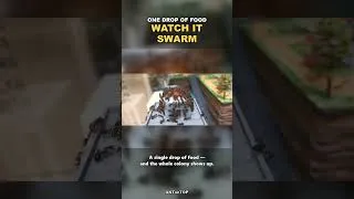 Thumbnail: One Drop of Food = Instant Ant Swarm 🐜