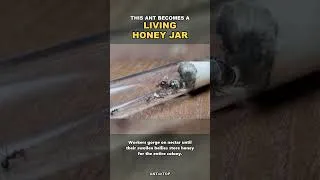 Thumbnail: The Ant That Becomes a Living Honey Jar 🍯