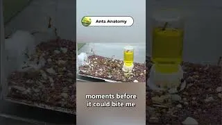 Thumbnail: Ants vs. Giant Spider: First Deadly Challenge! #ants #simulation #spider