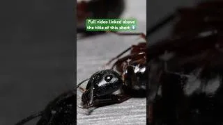 Thumbnail: I Made a HUGE Mistake!! #ants #antkeeping #simulation