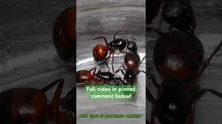 Thumbnail: I Simulated an Ant Colony for 50 Days…