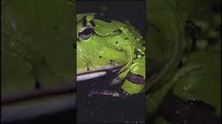 Thumbnail: My Horned Frog a.k.a PacMan Frog