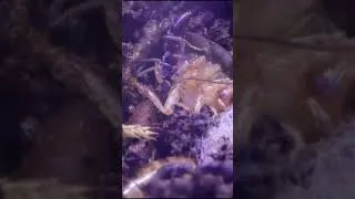 Thumbnail: Creepy Life of Dracula Ants (Part 2)