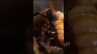 Thumbnail: Dracula Ant Feeding (Part 1)