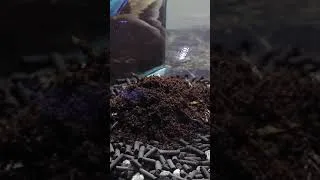 Thumbnail: Ant Terrarium in a Bottle (Part 2)