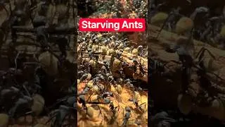 Thumbnail: Can Thousands of Ants Chug an Entire Bottle of Nectar? 🧐