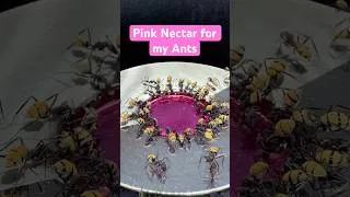 Thumbnail: Pink Nectar for my Ants 🩷 #ants #insects #feeding #macro