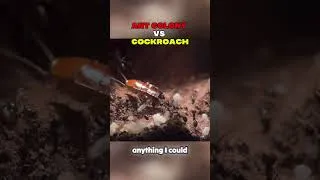 Thumbnail: ANT VS COCKROACH