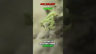 Thumbnail: Ant Colony vs mantis, which one will win?