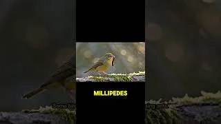 Thumbnail: How Birds Stay Healthy in the Wild #shorts #birds #nature