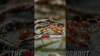 Thumbnail: How ants send messages without sound 🐜 #ants #science #shorts