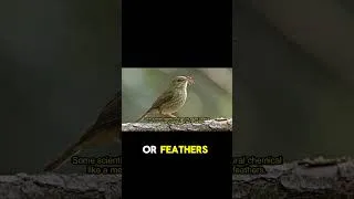 Thumbnail: This Is Why Birds Roll in Ants #birds #nature #wildlife