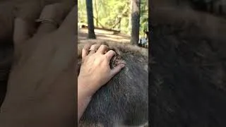 Thumbnail: spoiled donkeys!  clip from today's live.