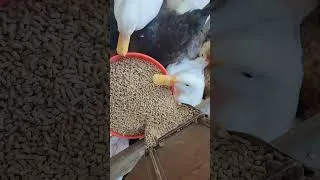 Thumbnail: #breakfast #ducks #chickens