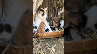 Thumbnail: Puppy And kittens #shorts #pets #animals