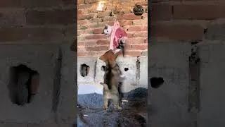 Thumbnail: Kitty 😺 & Puppy 🐶 #shorts #animals #cat #dog