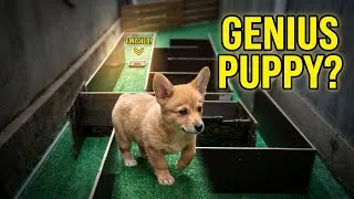 Thumbnail: 3-Minute Puppy IQ Test: Does Your Dog Pass? #animals #dog