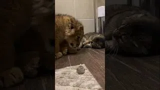 Thumbnail: Cat & Lion cubs 🥶 #shorts #wildlife #Lion #cat