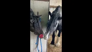 Thumbnail: Apollo The Shire gives a peppermint kiss 💋