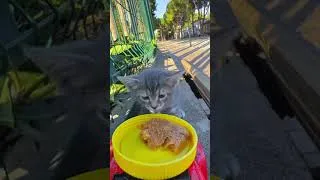 Thumbnail: Feeding street cats 😭❤️‍🩹 #sad #kitten #emotional