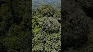 Thumbnail: Mystical Rainforest Mountain Peak 🌿⛰️ | Breathtaking Views#RainforestMountain #MountainPeak #Nature