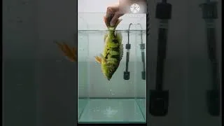 Thumbnail: #aquariumheater heater