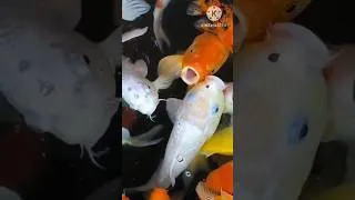 Thumbnail: #aquarium Fish Food