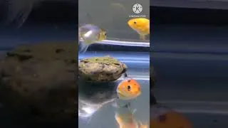 Thumbnail: Aquarium #Fishcare
