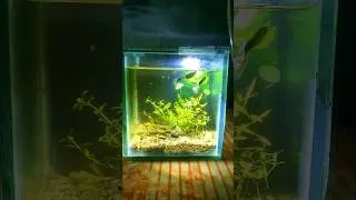 Thumbnail: Best aquarium for students