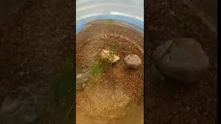 Thumbnail: Baby guppy fish