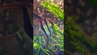 Thumbnail: Welcome to the worlds biggest aquascape #aquarium #aquascaping #natureaquarium