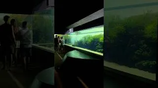 Thumbnail: A visit to the world’s largest nature aquarium in Lisbon, Portugal 🌿 #natureaquarium #aquascape