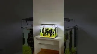 Thumbnail: How about some hardscape to go? #aquascape #aquascaping #hardscapedesign