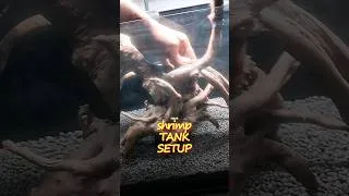 Thumbnail: My Pregnant Shrimp😱Needed a New Tank✅|| #aquarium #plantedtank