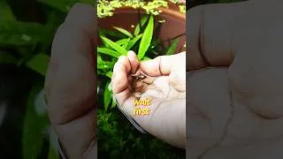 Thumbnail: This Mistake❌Kills Your Fish😱 ||#aquarium #plantedtank