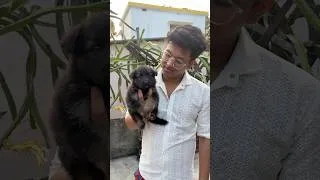 Thumbnail: German Shepherd ￼