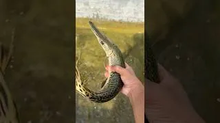 Thumbnail: Checking on my Alligator Gars #fish #alligatorgar