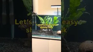 Thumbnail: How to setup an easy shrimp tank #aquascape #fishkeepinghobby