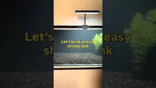 Thumbnail: How to setup an easy shrimp tank #aquascape #fishkeepinghobby