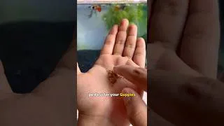 Thumbnail: Fish food for Guppy fish #fishkeepinghobby