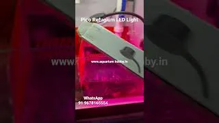 Thumbnail: Pico Refugium LED Light #refugium #light  #reef #marine #saltwater #aquarium #aquariumhobby #chito