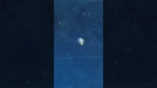 Thumbnail: What is this swimming in my Aquarium !! 🧐🤔Right answers only #pets&aquariumhobbyist #aquarium