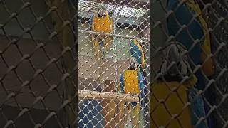 Thumbnail: Wild birds at Bannerghatta zoo #bannerghattabiologicalpark #bannerghattazoo