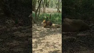 Thumbnail: Jungle Safari in Bannerghatta national reserve forest #zoosafari #shorts #wildlifepark #safari