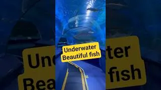 Thumbnail: china లో 😱 underwater అక్వేరియం చేపలు చూడండి......❤️