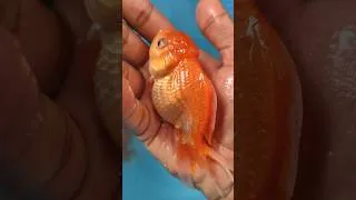 Thumbnail: ♥️ world's cutest fish #viral #shorts #goldfish #aquarium #trendingshorts #cute #beautiful #pets